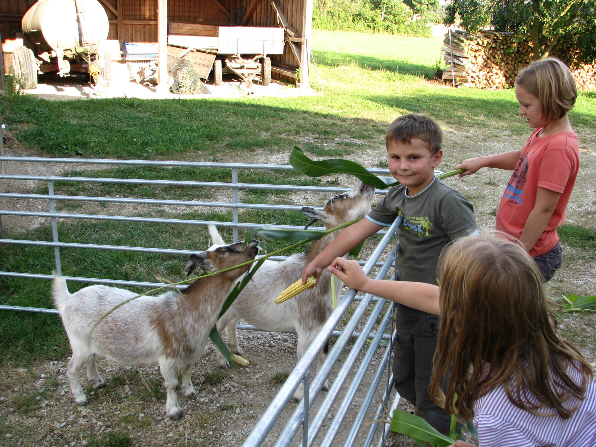 Tiere füttern