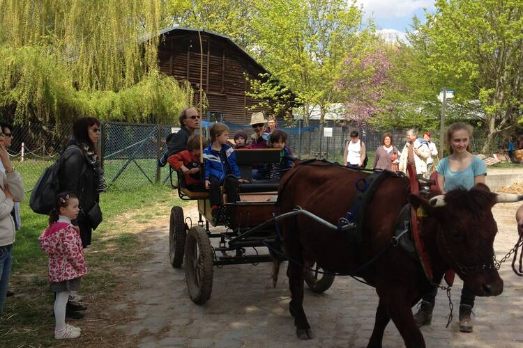 Domäne Dahlem: Mini Bauernhofurlaub mit Kindern in Berlin Domäne Dahlem Berlin