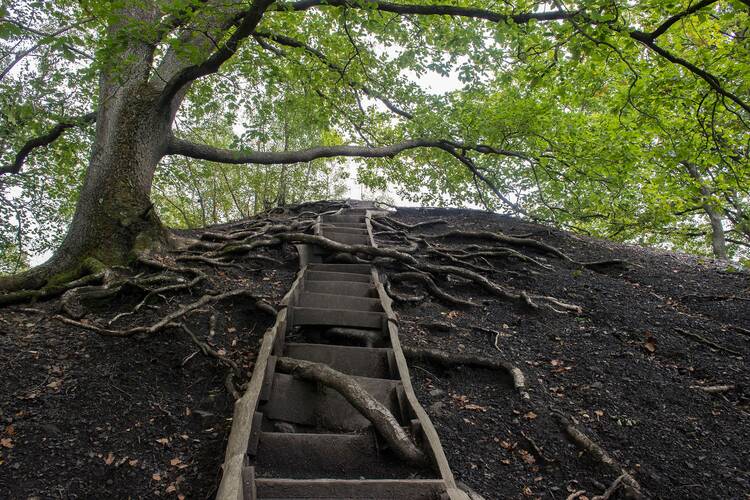 Saarland: Urwald vor den Toren der Stadt Saarland Urwald