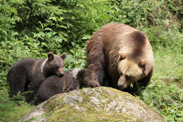 Mögen Kinder: Tier-Freigelände im Nationalparkzentrum Lusen Tier-Freigelände Nationalparkzentrum Lusen