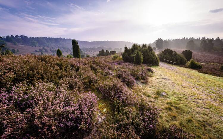 Lüneburger Heide