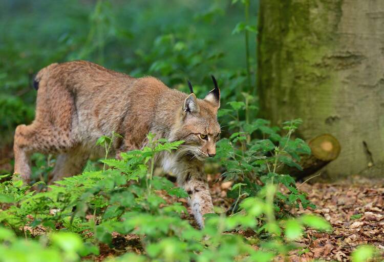 Biotopwildpark Anholter Schweiz