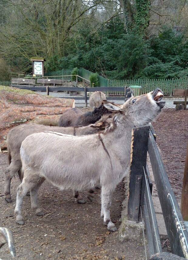 Tierpark Olderdissen Bielefeld 