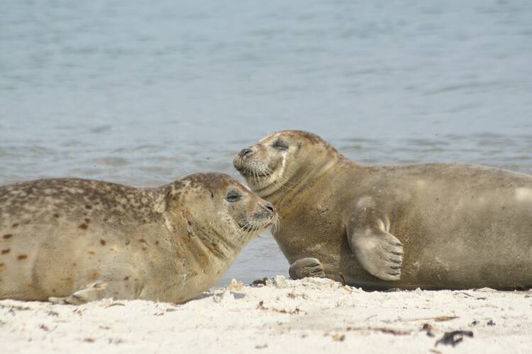 Helgoland Strand Robben