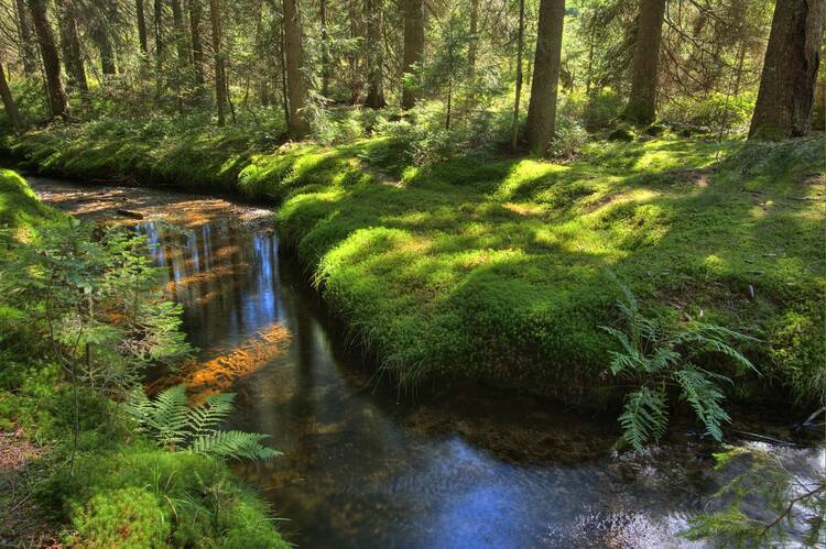 Zauberwaldpfad im Naturschutzgebiet Taubenmoos Zauberwaldpfad Taubenmoos