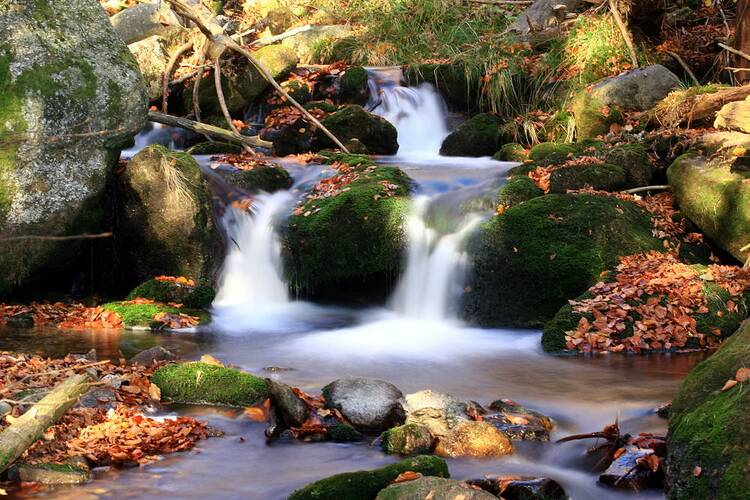 Dschungelfeeling im Nationalpark Bayerischer Wald Nationalpark Bayerischer Wald