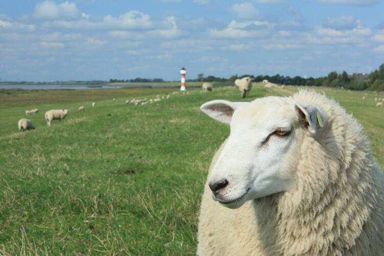 Familienurlaub Bauernhof Nordsee