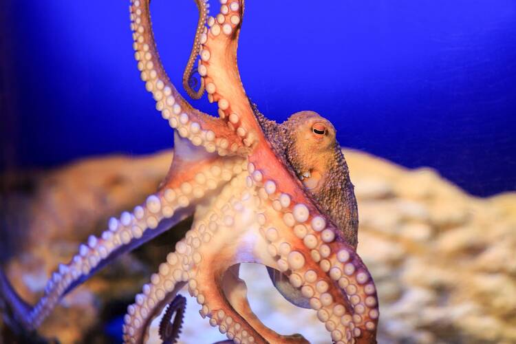 Auf Nemos Spuren: Familienausflug ins Sea Life Königswinter Sea Life Königswinter