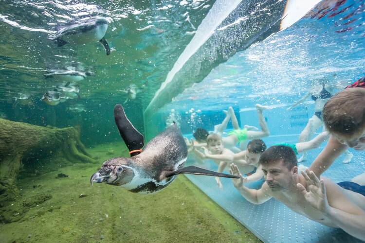 Mit den Pinguinen schwimmen in den Spreewelten in Lübbenau Spreewelten Lübbenau