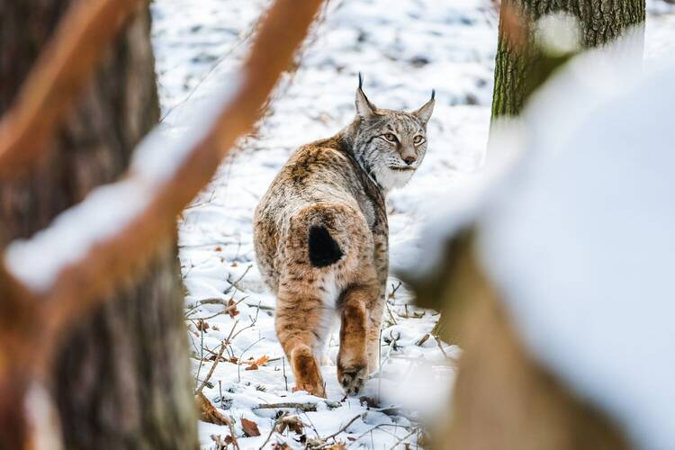Für Tier- und Kletterfreunde: Ins Wildgehege Moritzburg Wildgehege Moritzburg