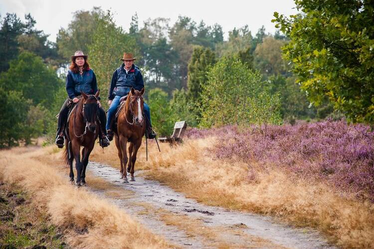 Reiten Lüneburger Heide