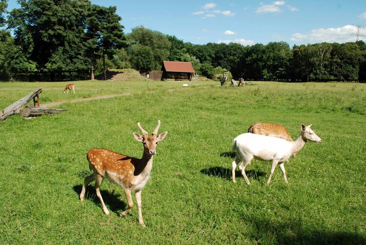 In den Wildpark Leipzig Wildpark Leipzig