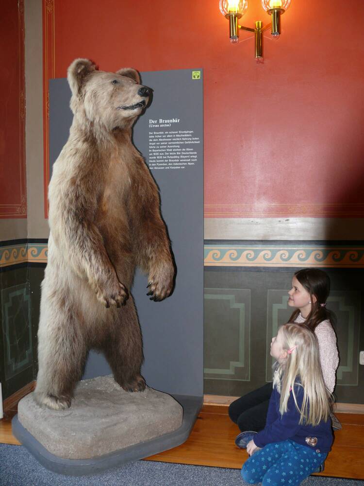 Ins Naturkundemuseum gehen Naturkundemuseum Ostbayern