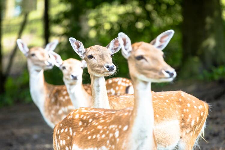 In den Wildpark Lüneburger Heide in Hanstedt Wildpark Lüneburger Heide