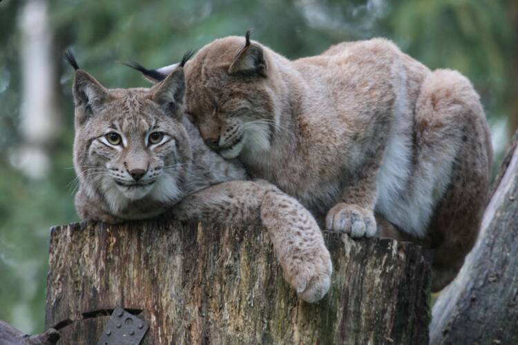 In den Wildpark Schwarze Berge Wildpark Schwarze Berge