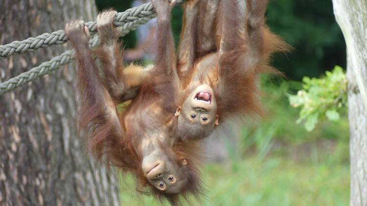 Den Rostocker Zoo besuchen Zoo Rostock