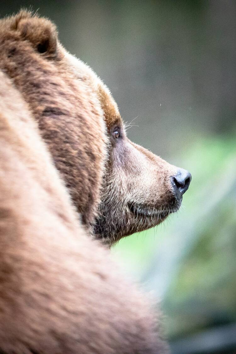 Wildpark Lüneburger Heide Niedersachsen