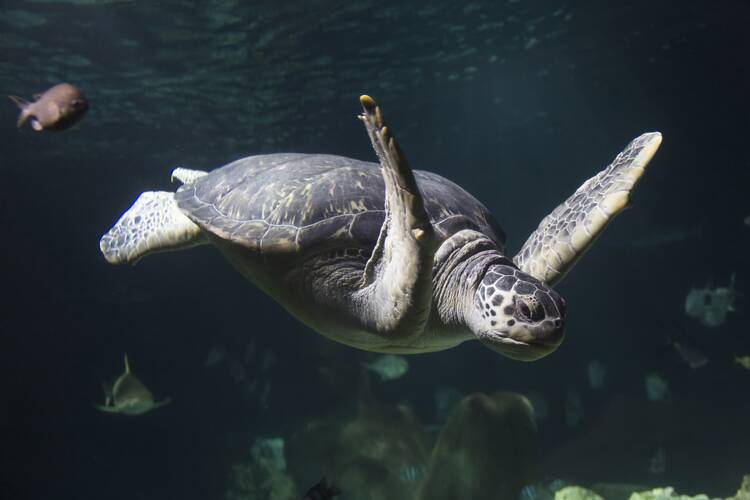 Im SEA LIFE Hannover abtauchen SEA LIFE Hannover