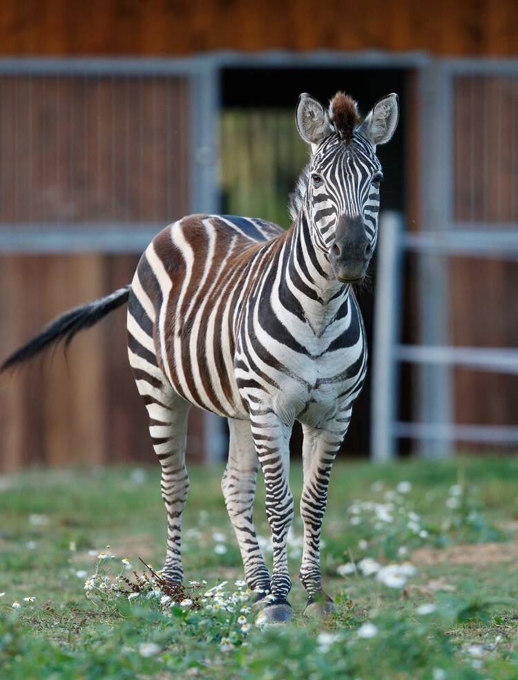 Wildpark Schwarzach Odenwald