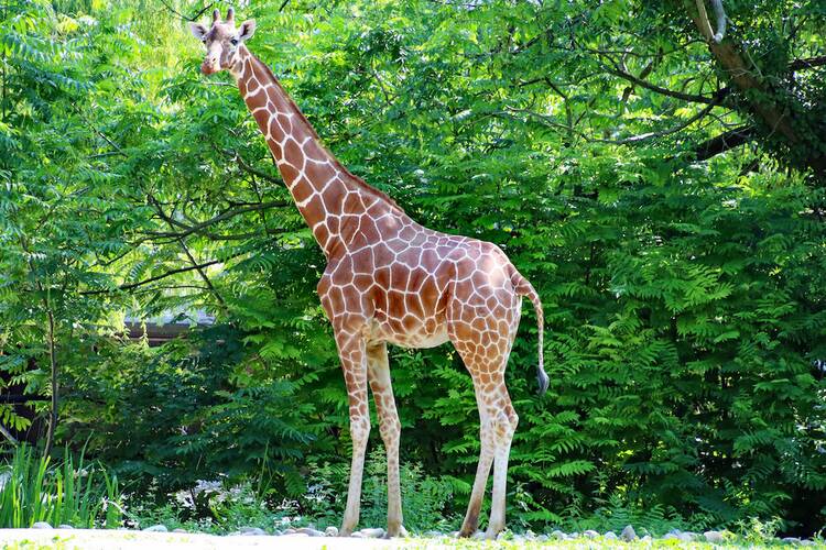 Zoo Karlsruhe