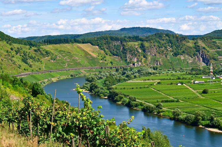 Eine geführte Weinbergtour an der Mosel unternehmen Mosel Weinberg