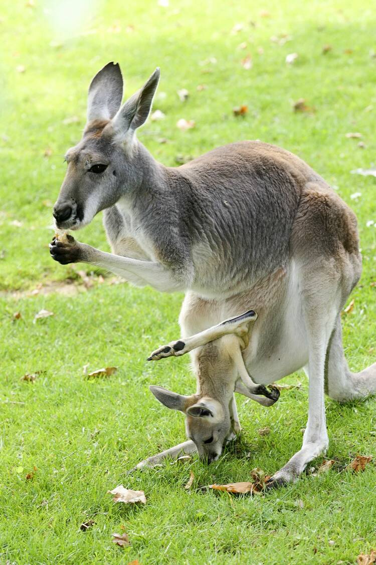 Wilhelma Zoo Stuttgart