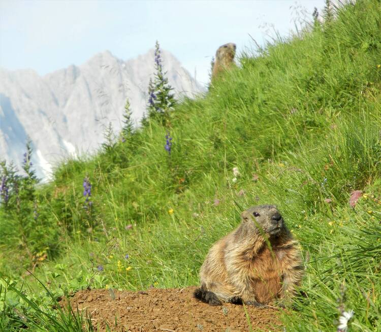 Alpinium Allgäu