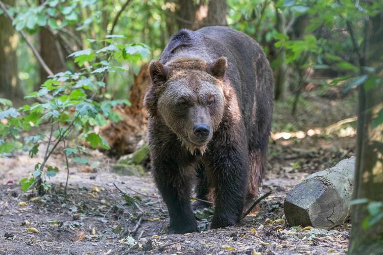 Einen Familienausflug in den Bärenwald Müritz machen Bärenwald Müritz
