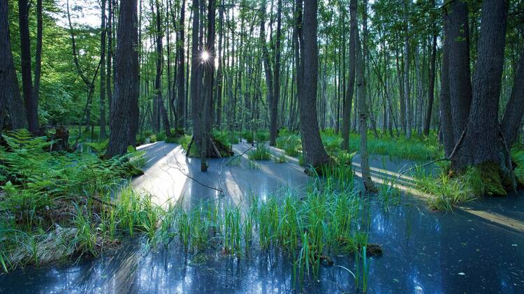 Mit Kindern durch den Darßwald streunen Darßwald
