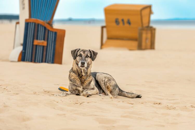 Ostseeurlaub mit Hund