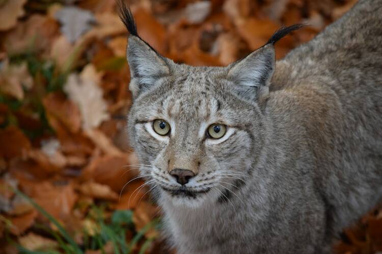  Tier- und Pflanzenpark Fasanerie Wiesbaden