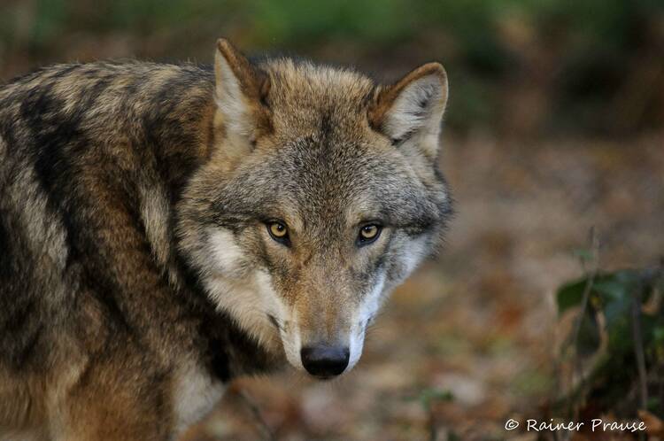 Wildpark Alte Fasanerie Hanau