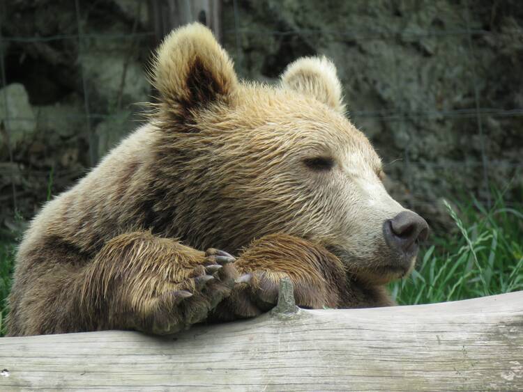 Biotopwildpark Anholter Schweiz