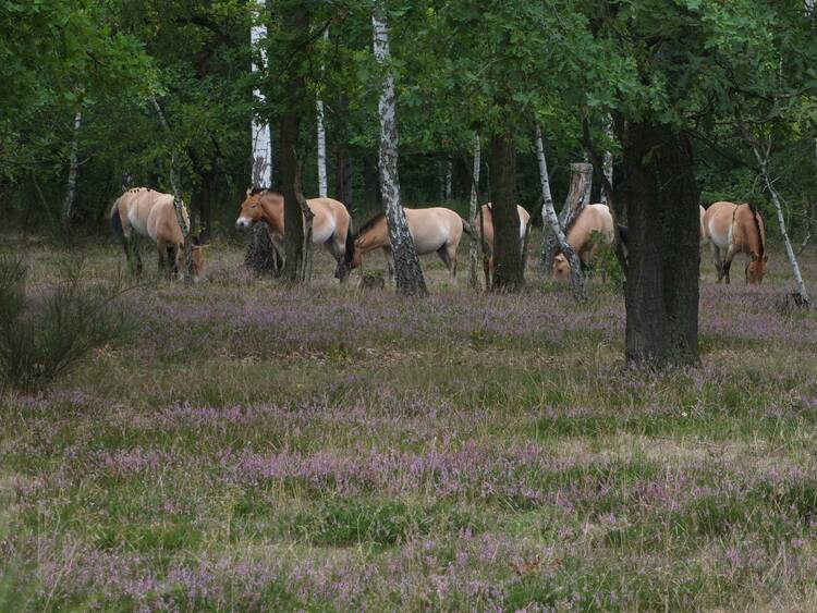 Sielmanns Naturlandschaft Wanninchen