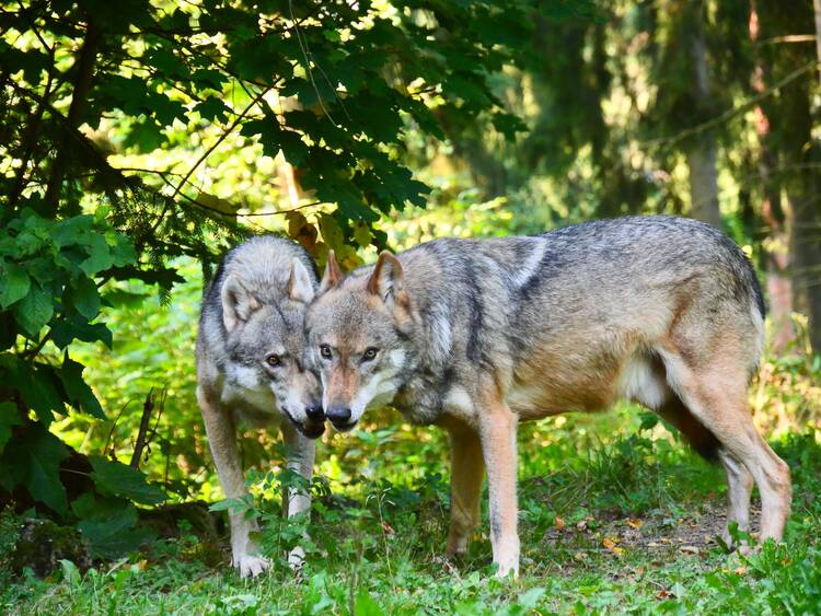 Wildpark Hundshaupten