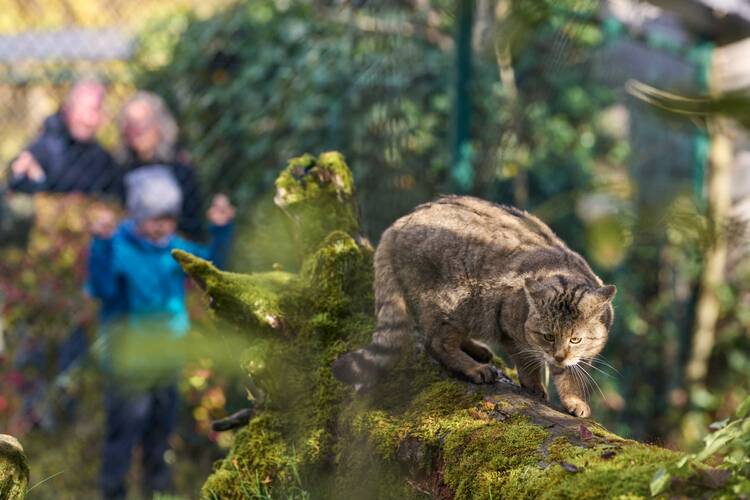 Wildkatzendorf Hütscheroda