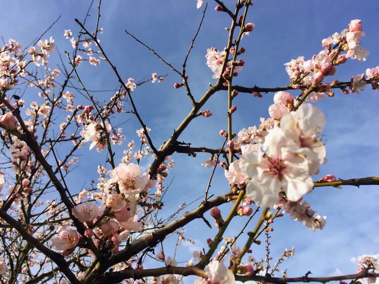 Ostern im Britzer Garten Britzer Baumblüte