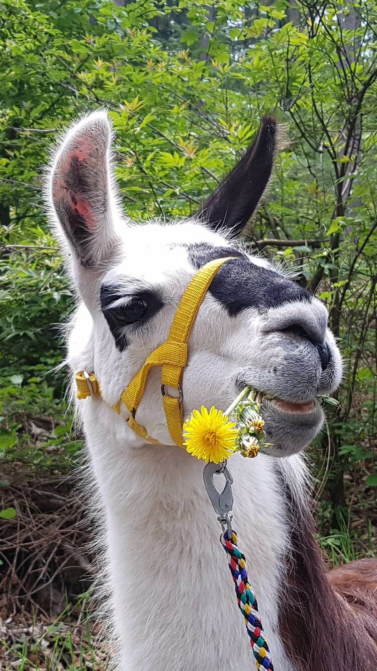 Lama-Ranch Pobershau Erzgebirge