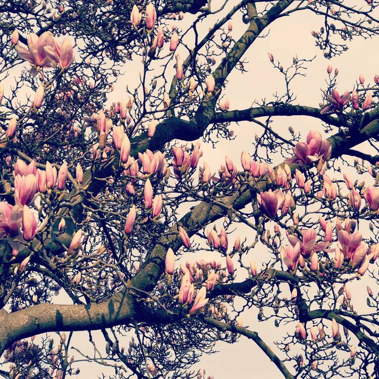 Magnolienblüte