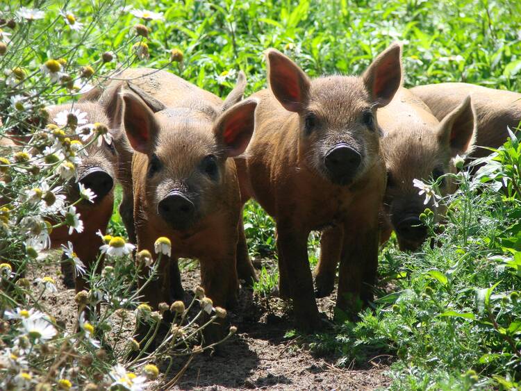 Arche Warder Tierpark