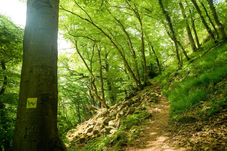 Westerwaldsteig