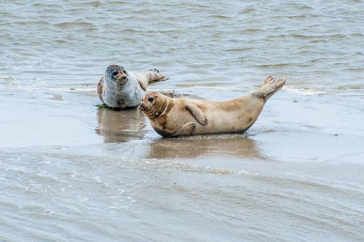 Seehunde Föhr Nordsee