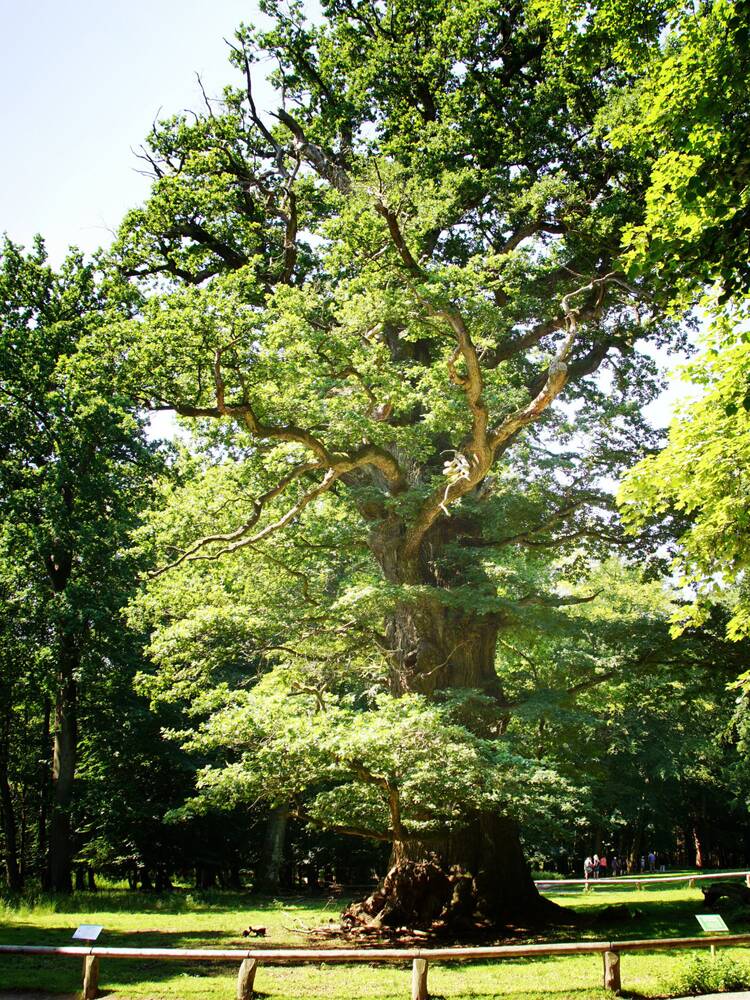 Ivenacker Eichen