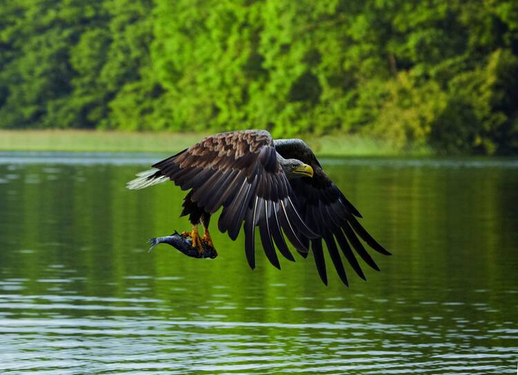 Seeadler Mecklenburgische Seenplatte