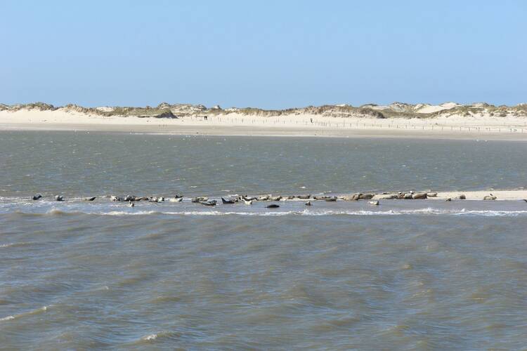Seehundbänke Norderney