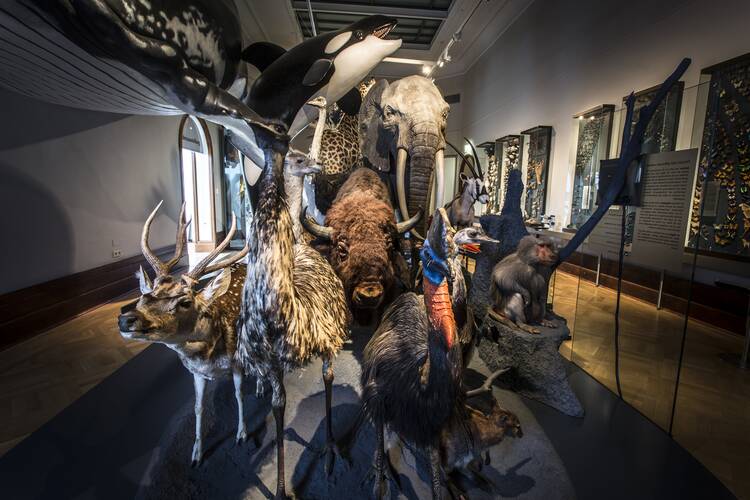 Museum für Naturkunde Magdeburg