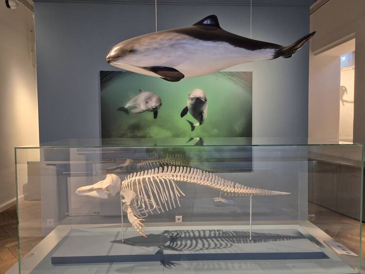 Naturwissenschaftliches Museum Flensburg