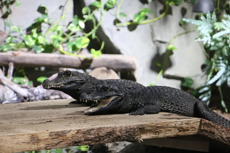 Reptilienzoo Scheidegg