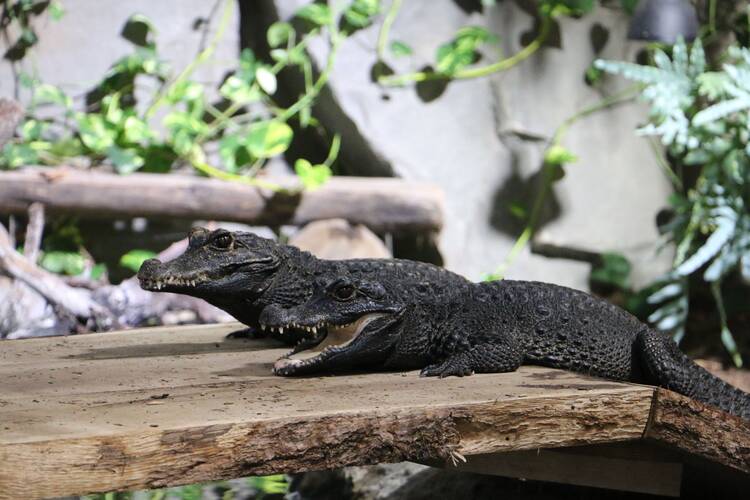 Reptilienzoo Scheidegg