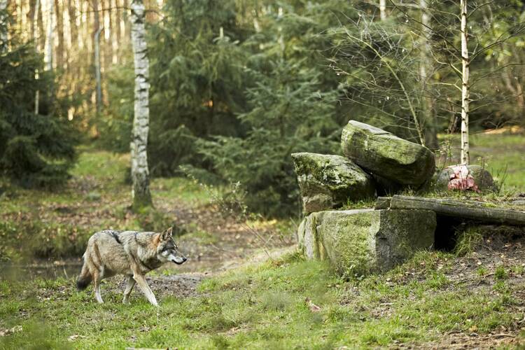 Die schönsten Wildtierparks in Deutschland Wildtierparks Deutschland